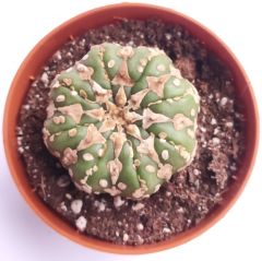 Astrophytum Asterias V TYPE -  V Tip Doğal Çizgi Desen 8,5 cm saksıda Astro Nadir Özel Tür Kaktüs