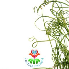 Dekoratif Ayaklı Saksıda Özel Tür Bitki Albuca Spiralis Bitkisi-30 cm