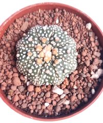 Astrophytum Asterias Sand Dollar x Star Shape -9 cm Saksıda Yıldız Şekilli Nadir Tür Koleksiyonluk