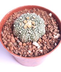 Astrophytum Asterias Sand Dollar x Star Shape -9 cm Saksıda Yıldız Şekilli Nadir Tür Koleksiyonluk