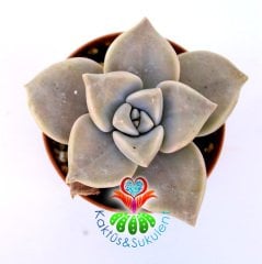 Sukulent,Graptopetalum Purple Delight-Tatlı Mor Nadir Tür- 5,5 cm Saksıda-Teraryum,Kaktüs