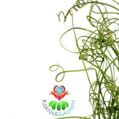 Albuca Spiralis-Yaprakları Spiral Kıvrımlı Bitki-8 cm Saksıda-Tirbuşon Albuca