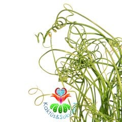 Albuca Spiralis-Yaprakları Spiral Kıvrımlı Bitki-8 cm Saksıda-Tirbuşon Albuca