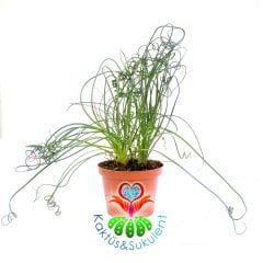 Albuca Spiralis-Yaprakları Spiral Kıvrımlı Bitki-8 cm Saksıda-Tirbuşon Albuca