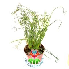 Albuca Spiralis-Yaprakları Spiral Kıvrımlı Bitki-8 cm Saksıda-Tirbuşon Albuca