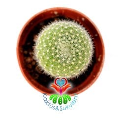 Kaktüs,Rebutia Marsonerii Turuncu Renk Çiçek Açar -5,5 cm Saksıda-Teraryum.Sukulent