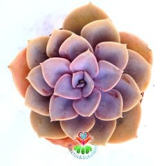 Echeveria 'Duchess of Nuremberg'-Pembe-Gri Renk Sukulent-5,5 cm Saksıda