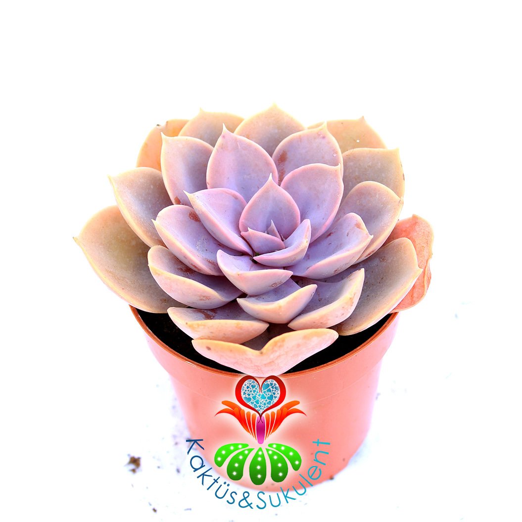 Echeveria 'Duchess of Nuremberg'-Pembe-Gri Renk Sukulent-5,5 cm Saksıda