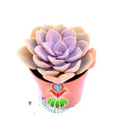 Echeveria 'Duchess of Nuremberg'-Pembe-Gri Renk Sukulent-5,5 cm Saksıda