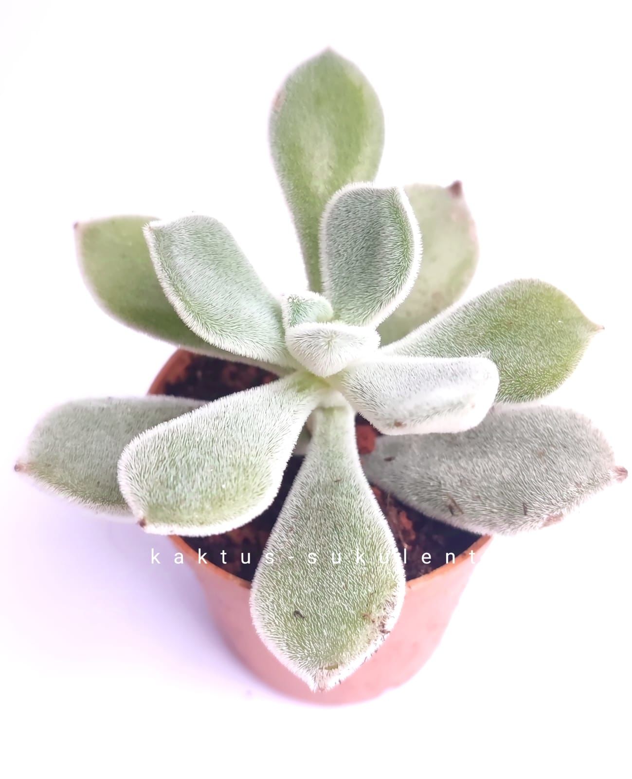 Echeveria Pulvinata Frosty -Kızaran Tüylü Yapraklı -5,5 cm Saksıda