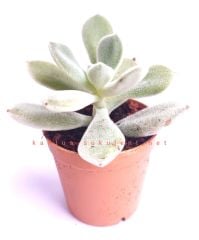 Echeveria Pulvinata Frosty -Kızaran Tüylü Yapraklı -5,5 cm Saksıda