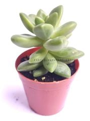 Sedum Lucidum Obesum-Yaprakları Kızaran Sukulent- 5,5 cm Saksıda