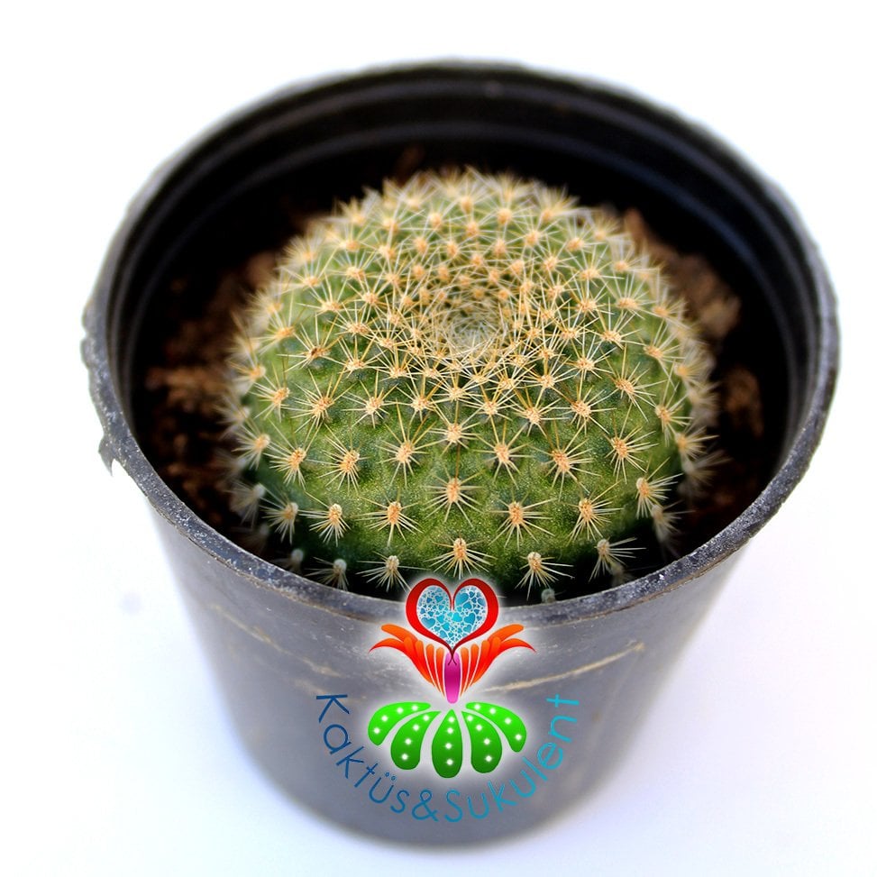 Kaktüs,Rebutia Violaciflora v. İonantha Pembe Renk Çiçek Açar -5,5 cm Saksıda-Teraryum.Sukulent