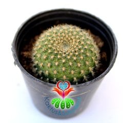 Kaktüs,Rebutia Violaciflora v. İonantha Pembe Renk Çiçek Açar -5,5 cm Saksıda-Teraryum.Sukulent