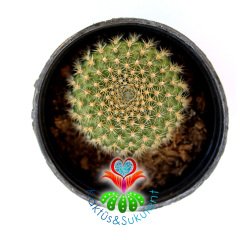 Kaktüs,Rebutia Violaciflora v. İonantha Pembe Renk Çiçek Açar -5,5 cm Saksıda-Teraryum.Sukulent