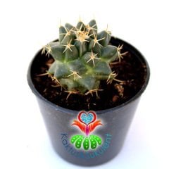 Kaktüs,Mammillaria Polythele -Küçük Pembe Renk Çiçek Açar -5,5 cm Saksıda-Teraryum.Sukulent