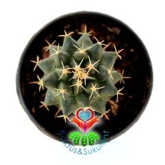 Kaktüs,Mammillaria Polythele -Küçük Pembe Renk Çiçek Açar -5,5 cm Saksıda-Teraryum.Sukulent
