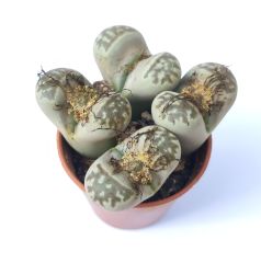 Lithops Dorothea -Benekli Yaşayan Taş Kaktüs-5,5 cm Saksıda
