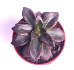 Echeveria Compressicaulis Kahverenk Nadir 5,5 cm saksıda