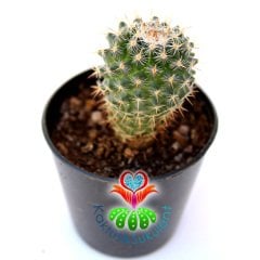 Kaktüs,Mammillaria Lanata-Küçük Pembe Renk Çiçek Açar -5,5 cm Saksıda-Teraryum.Sukulent