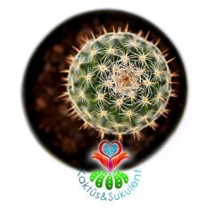 Kaktüs,Mammillaria Lanata-Küçük Pembe Renk Çiçek Açar -5,5 cm Saksıda-Teraryum.Sukulent