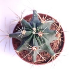 Ferocactus Electracanthus 8,5 cm Saksıda- Uzun İnce Şekilli Dikenli