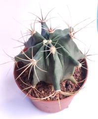 Ferocactus Electracanthus 8,5 cm Saksıda- Uzun İnce Şekilli Dikenli