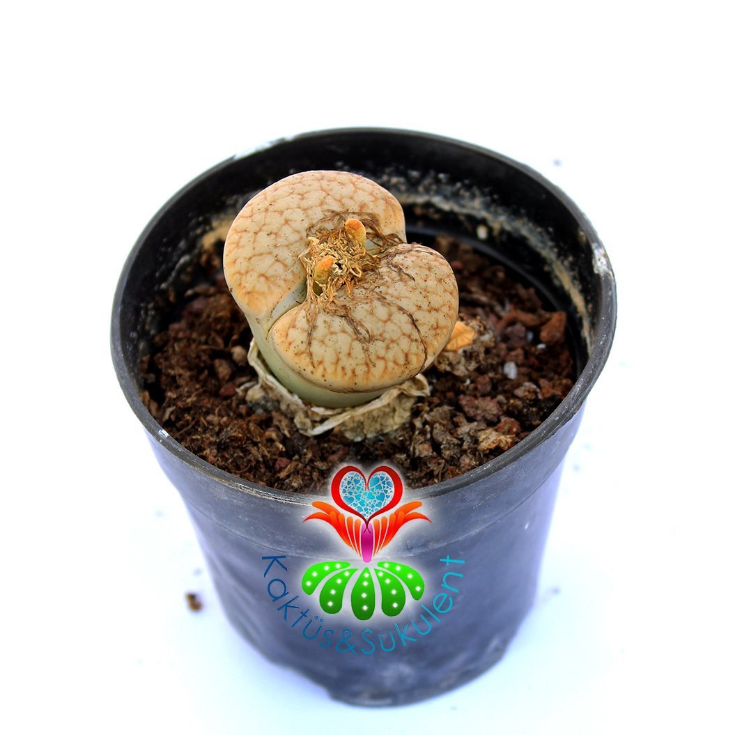 Lithops Ruschiorum C380-Açık Turuncu Yaşayan Taş Kaktüs-5,5 cm Saksıda