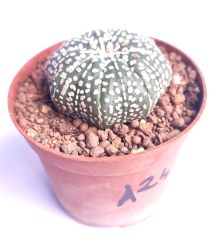 Astrophytum Asterias Sand Dollar x Star Shape -9 cm Saksıda Yıldız Şekilli Nadir Tür Koleksiyonluk