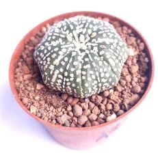 Astrophytum Asterias Sand Dollar x Star Shape -9 cm Saksıda Yıldız Şekilli Nadir Tür Koleksiyonluk