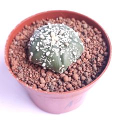 Astrophytum Asterias Super Kabuto 5 Rips - 8 cm Saksılı Nadir Tür Koleksiyonluk