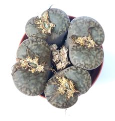 Lithops Julii ssp. Fulleri C161- Kahverengi Yaşayan Taş Kaktüs-5,5 cm Saksıda