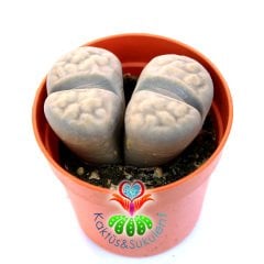 Lithops Aiaisensis-Beyaz-Gri Renk Yaşayan Taş Kaktüs-5,5 cm Saksıda İthal