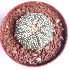 Astrophytum Asterias Super Kabuto 9 cm Saksılı Nadir Tür Koleksiyonluk kaktüs