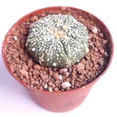 Astrophytum Asterias Super Kabuto 9 cm Saksılı Nadir Tür Koleksiyonluk kaktüs