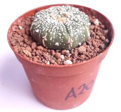 Astrophytum Asterias Super Kabuto 9 cm Saksılı Nadir Tür Koleksiyonluk kaktüs