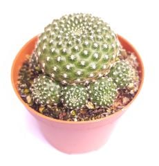 Sulcorebutia Heliosaides Sarı - Kırmızı Çiçek Açar 8,5 cm saksıda-Koleksiyonluk Kaktüs