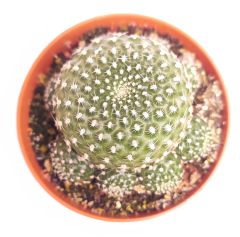 Sulcorebutia Heliosaides Sarı - Kırmızı Çiçek Açar 8,5 cm saksıda-Koleksiyonluk Kaktüs