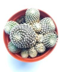 Copiapoa Laui 8 cm saksıda Koleksiyonluk Çok Nadir Endemik Tür Capiopa Kaktüs