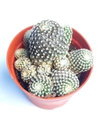 Copiapoa Laui 8 cm saksıda Koleksiyonluk Çok Nadir Endemik Tür Capiopa Kaktüs