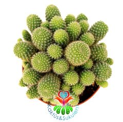 Kaktüs, Rebutia Heliosa Cajasensis - Açık Yeşil Bol Yavrulu -10,5 cm saksıda-Sarı Renk Çiçek Açar