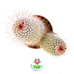 Mammillaria Spinosissima Variegata-Nadir Tür-5,5cm Saksıda Kaktüs
