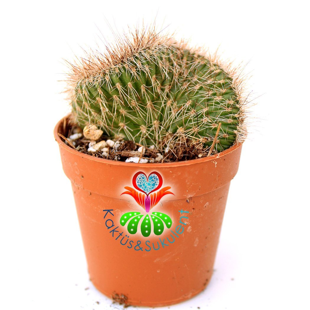 Kaktüs,Stenocereus Hollianus Cristata -Kahverengi Dikenli -5,5 cm Saksıda-Teraryum.Sukulent