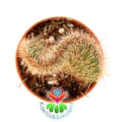 Kaktüs,Stenocereus Hollianus Cristata -Kahverengi Dikenli -5,5 cm Saksıda-Teraryum.Sukulent