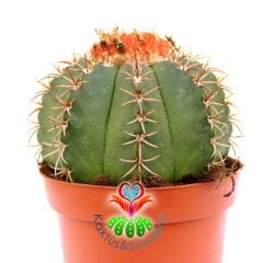 Melocactus Matanzanus-Şapkalı Kafalı Kaktüs-10,5cm Saksıda Büyük Boy-Turks Head Cacti