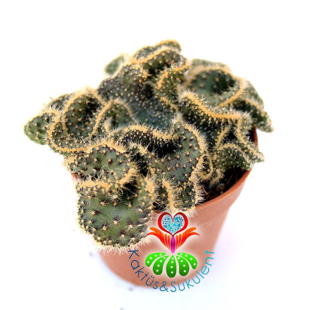 Beyin Kaktüs, Opuntia Lanceolata Cristata-Brain Cactus- Koyu Yeşil Renk Çiçek Açar-5,5 cm Saksıda