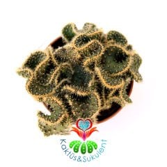 Beyin Kaktüs, Opuntia Lanceolata Cristata-Brain Cactus- Koyu Yeşil Renk Çiçek Açar-5,5 cm Saksıda