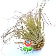 Tillandsia Magnusiana-Mor Çiçek Açan Topraksız Yaşayan Hava Bitkisi-Air Plant-7 cm