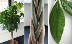 Pachira Aquatica En Az 100 cm Boyunda Çok Şık İç Mekan Şans Mutluluk Bitkisi- Örgülü 25 cm saksı