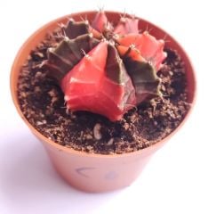 Gymnocalycium Mihanovichi Red Dragon Hybrid Variegata  - Renkli, Variegata Köklü Özel tür Kaktüs-8,5 cm Saksıda